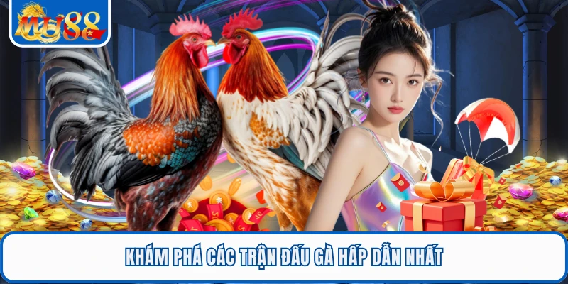 Khám phá các trận đấu gà hấp dẫn nhất
