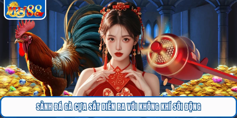 Sảnh đá gà cựa sắt diễn ra với không khí sôi động